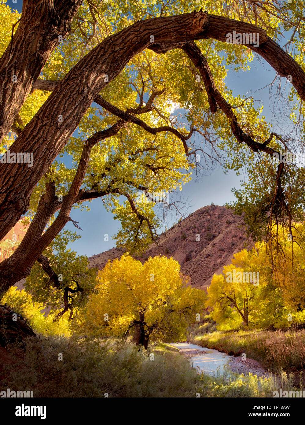 Caduta pioppi neri americani colorati alberi e Fremont River. Parco nazionale di Capitol Reef, Utah Foto Stock