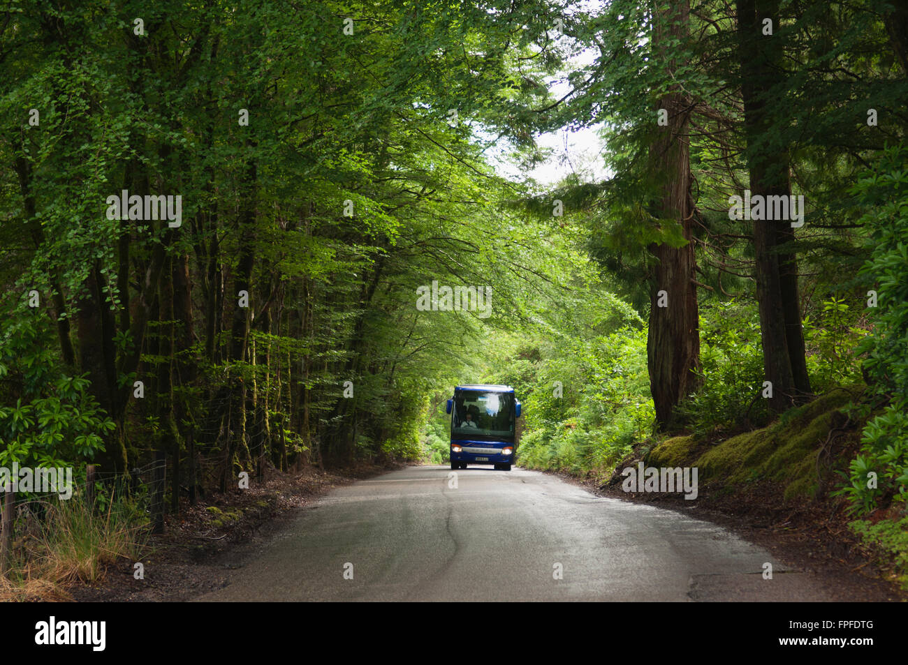 La guida di autobus attraverso attraenti woodland - vicino a Achnashellach, Ross-shire, Scozia. La strada è parte della costa del Nord 500 Route. Foto Stock