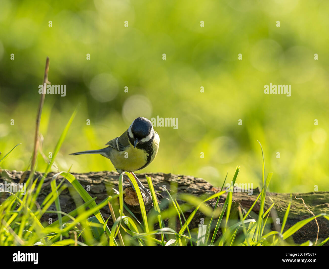 Bella cinciallegra (Paripus major) rovistando nel bosco naturale foresta impostazione. 'Depicted, isolato appollaiato su un tronco di legno". Foto Stock