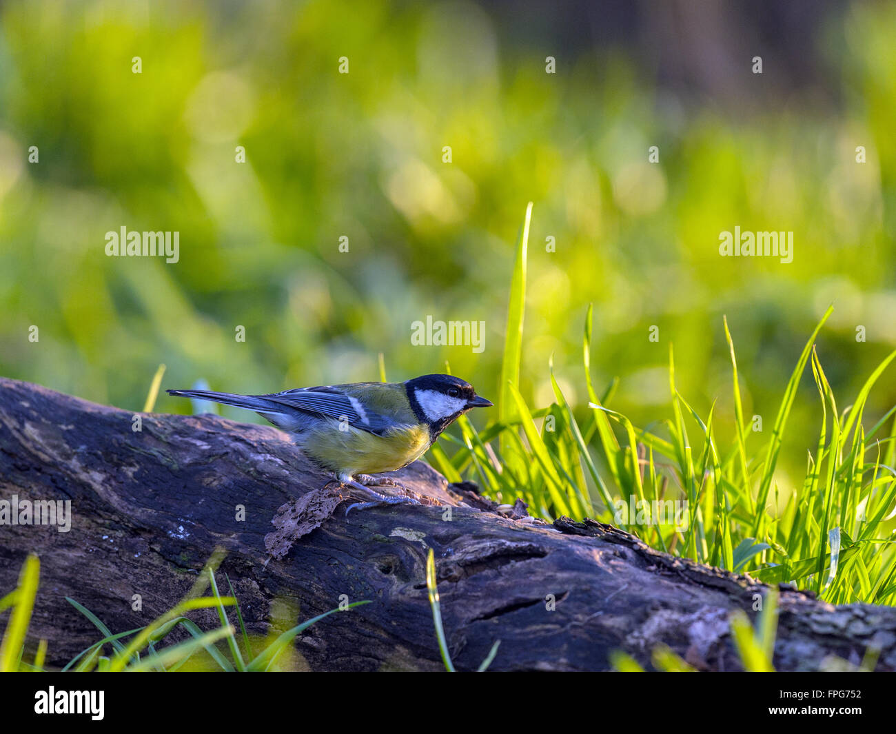 Bella cinciallegra (Parus major) rovistando nel bosco naturale foresta impostazione. 'Depicted, isolato appollaiato su un tronco di legno". Foto Stock