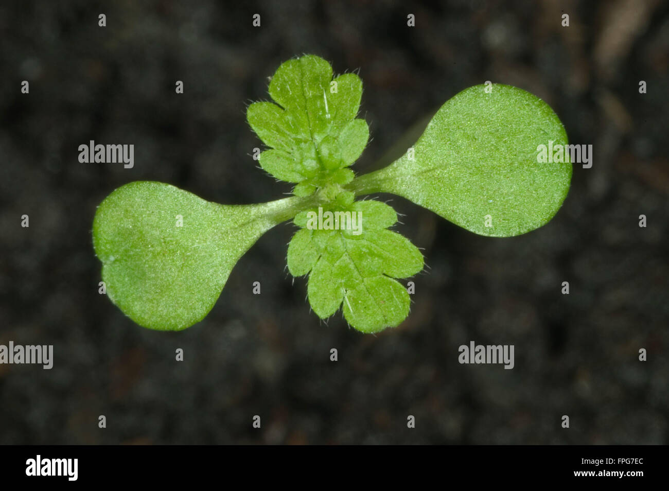 Piantina annuale, Ortica Urtica urens, con cotiledoni e la prima vera foglie di erbaccia annuale Foto Stock