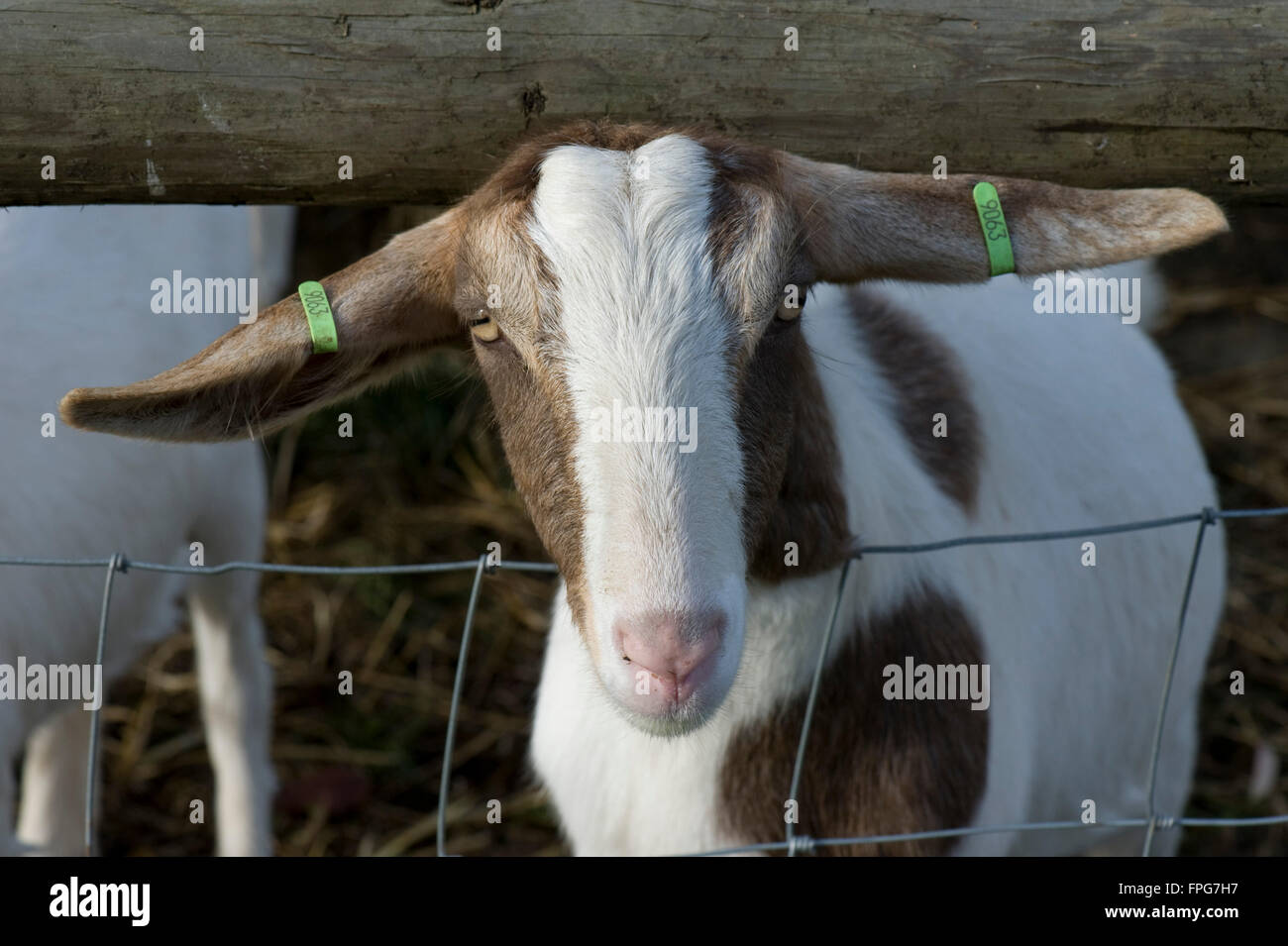 Una razza mista boer tipo capra, Berkshire, Giugno Foto Stock