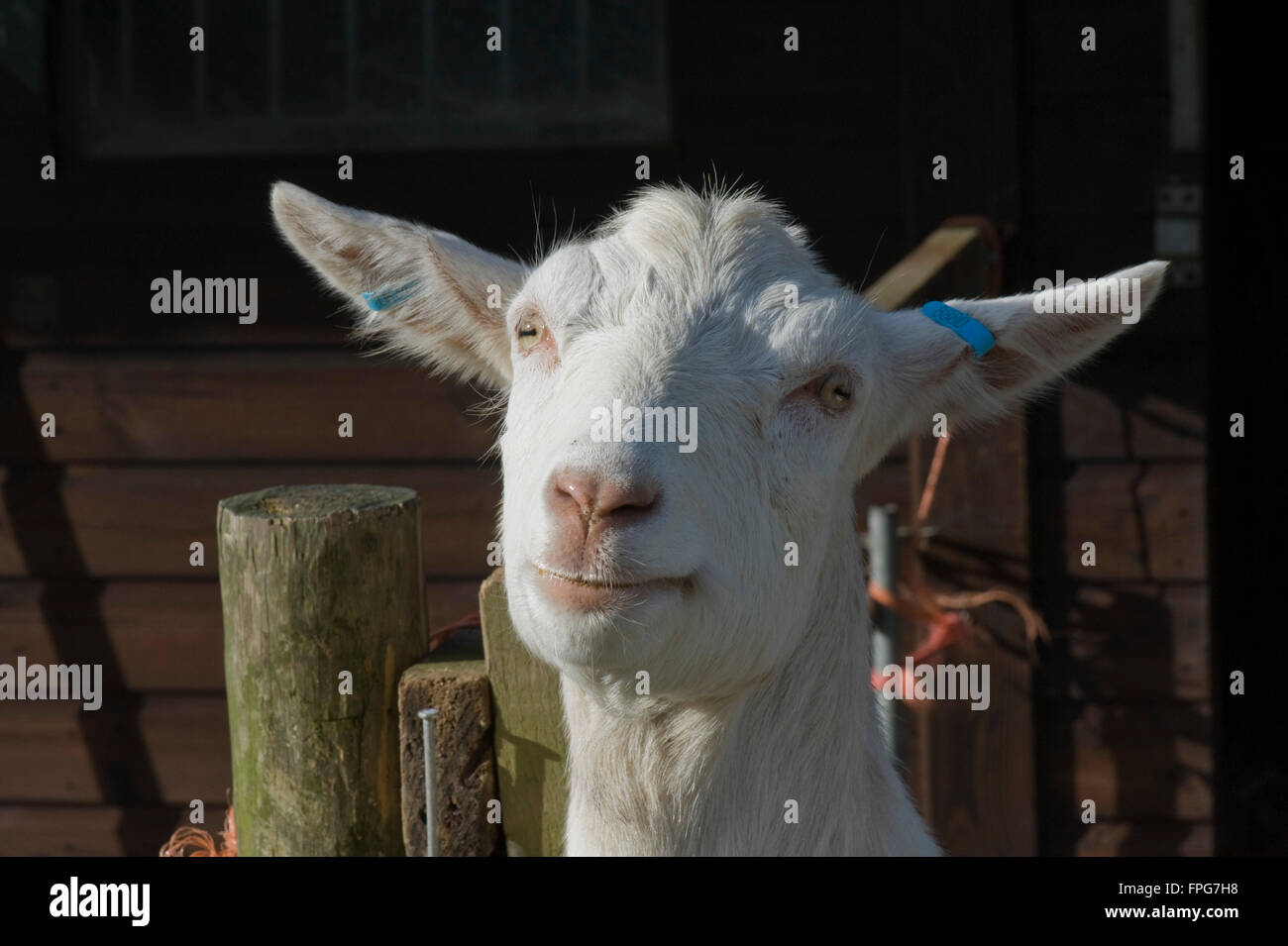 Una razza mista tipo di Saanen capra, Berkshire, Giugno Foto Stock
