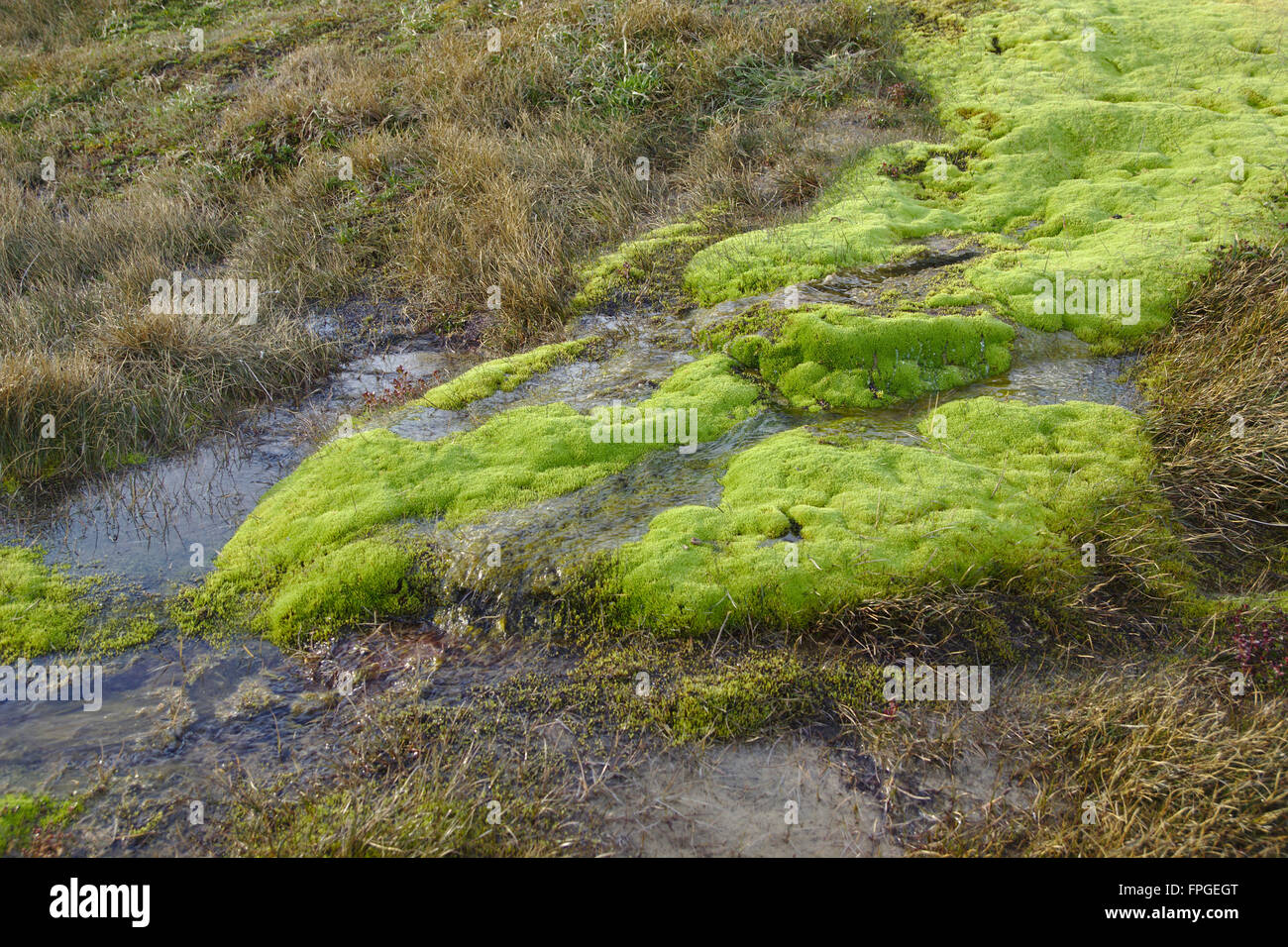 Moss in una torbiera, Perito Moreno National Park, Patagonia, Argentinia Foto Stock