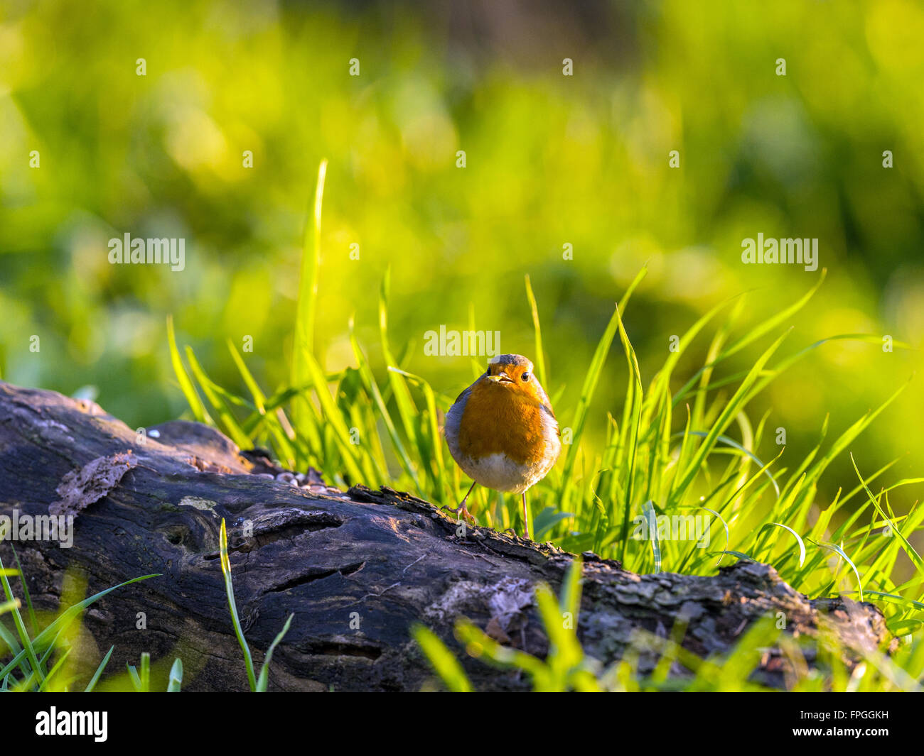 Bella Comunità Robin (Erithacus rubecula) chiacchiere su un vecchio registro fatiscente, 'Isolata contro un sfondo multicolore'. Foto Stock