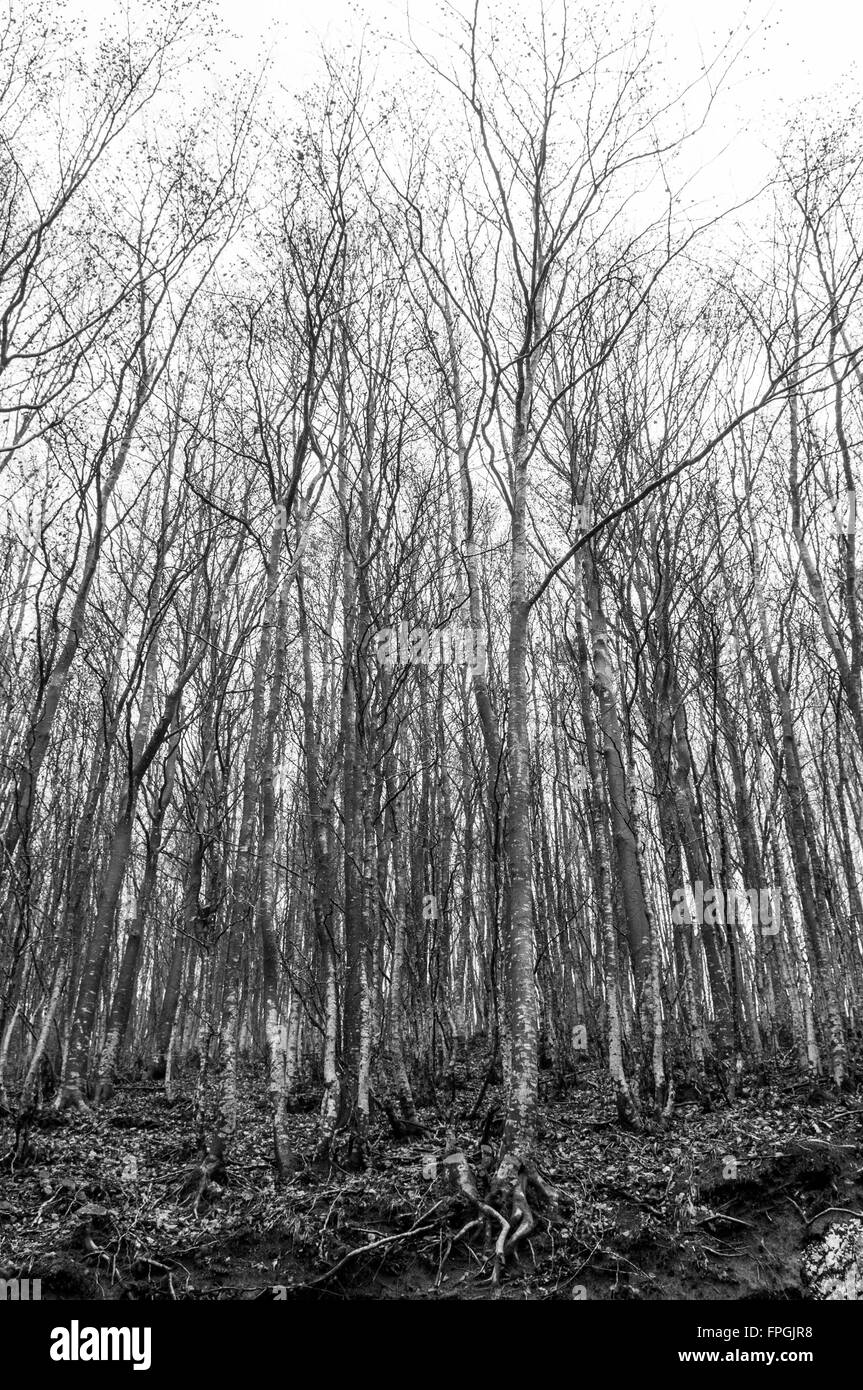 Albero nella nebbia nella foresta alla montagna Foto Stock