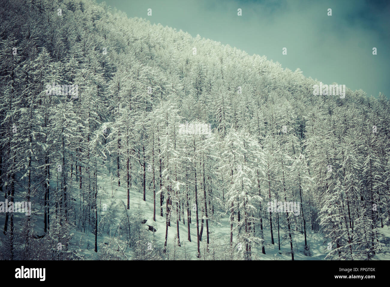 Foresta in inverno in Val Senales, Italia Foto Stock