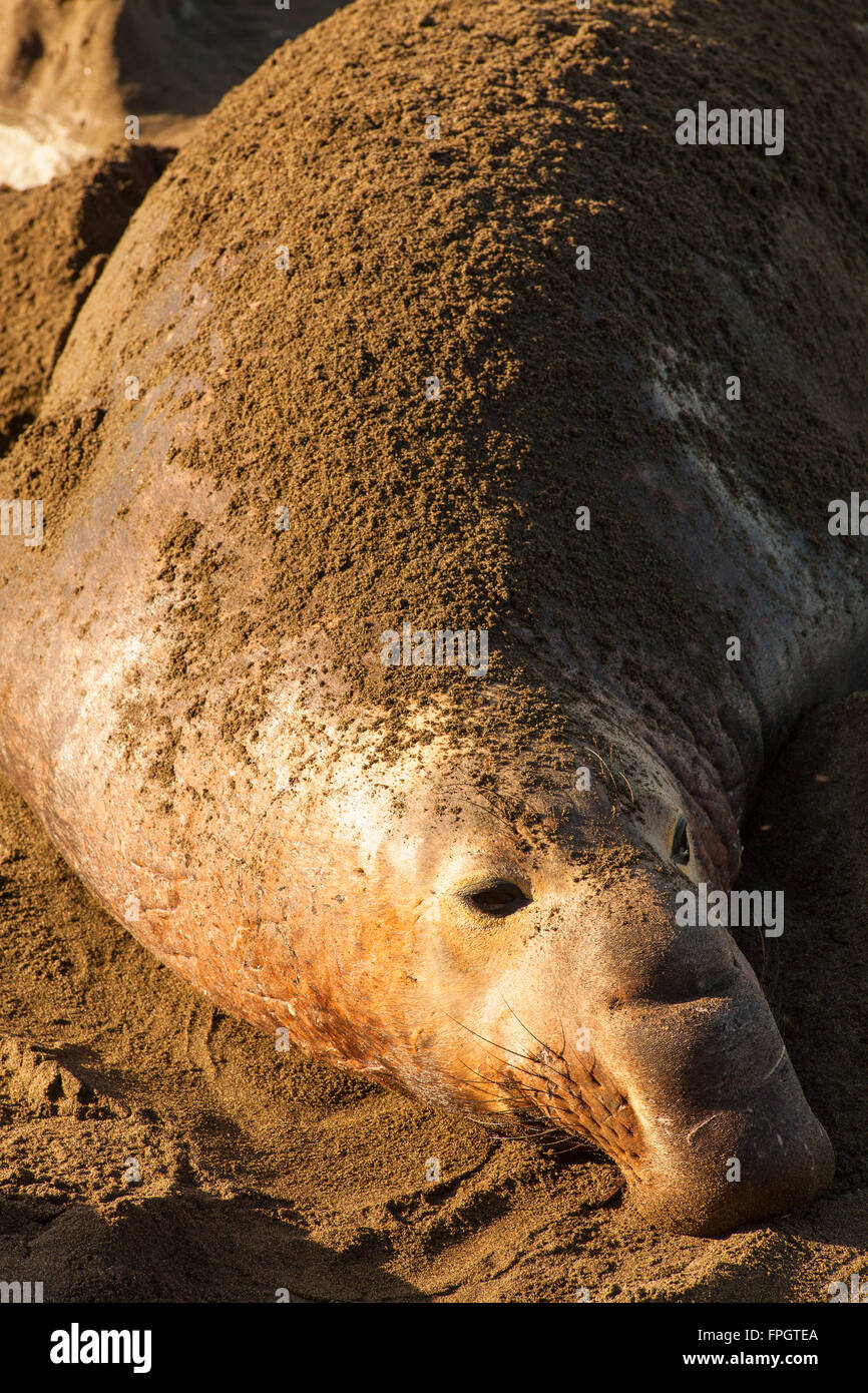 Maschio guarnizione di elefante si copre con sabbia per evitare scottature, PIEDRAS BLANCAS Elephant colonia di foche, nei pressi di San Simeone, California Foto Stock
