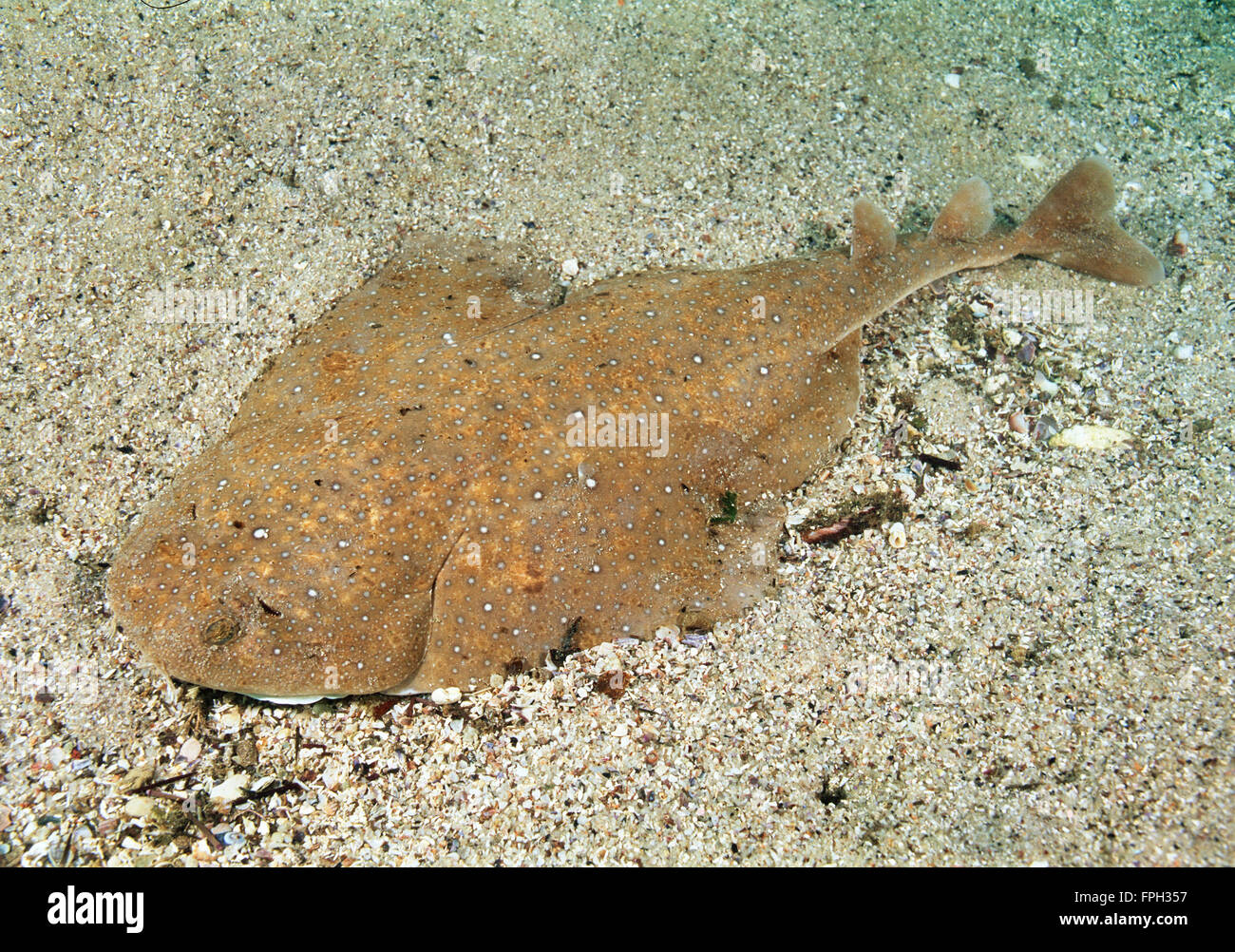 Eastern squali angelo (Squatina albipunctata) Mondi prima fotografie subacquee di questa specie. Foto Stock