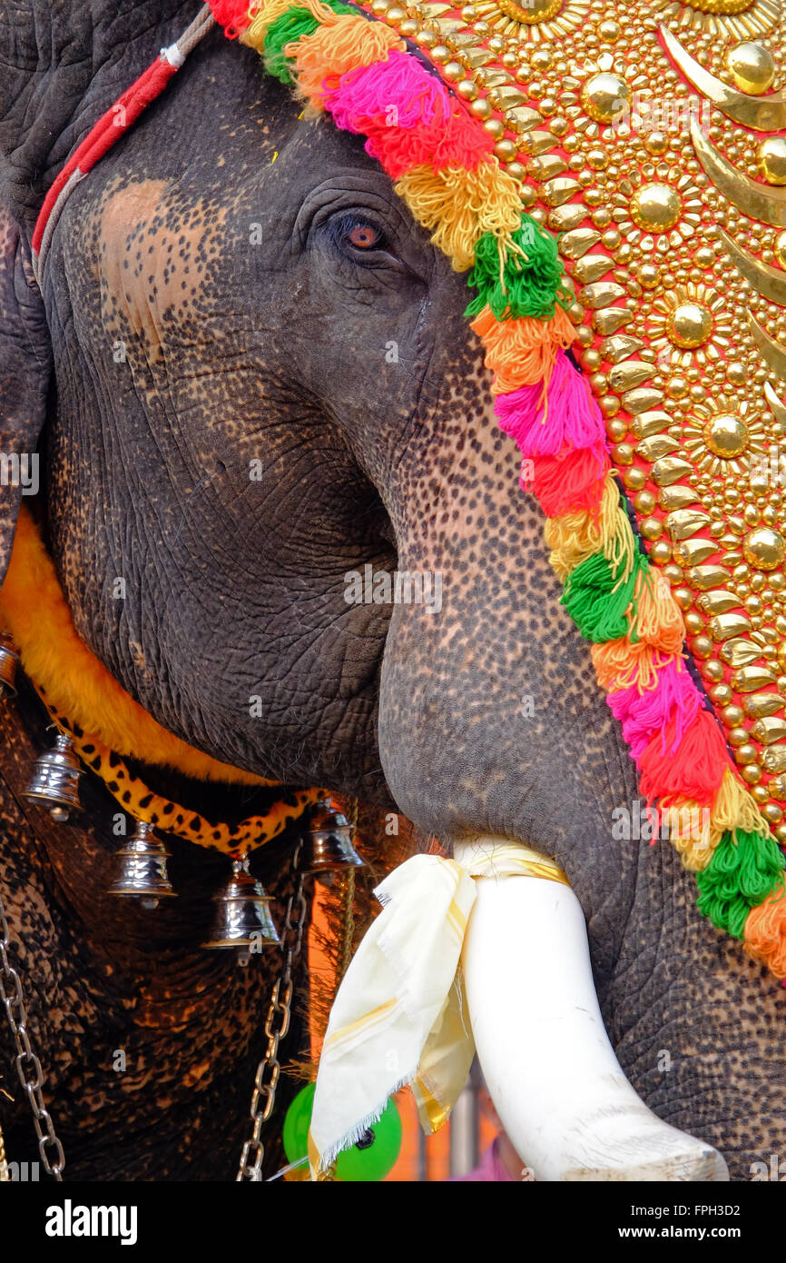 Tempio elefanti a un festival in Kerala, nell India meridionale Foto Stock