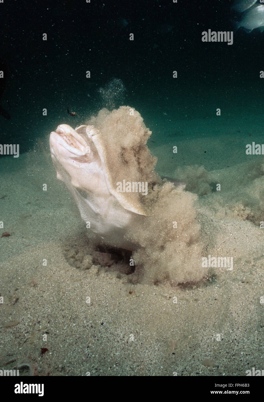 Australian squali angelo (Squatina australis) alimentazione per l'istruzione di pesce. Foto Stock
