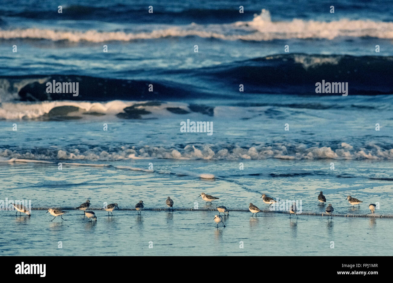 Sanderlings (Calidris alba) corsa avanti e indietro alla ricerca di cibo nella sabbia bagnata come delle onde dell'Oceano Atlantico flusso e riflusso lungo lungo la spiaggia al tramonto in Sant'Agostino, Florida, Stati Uniti d'America. Questi uccelli costieri sono i membri più piccoli della famiglia Sandpiper. Foto Stock