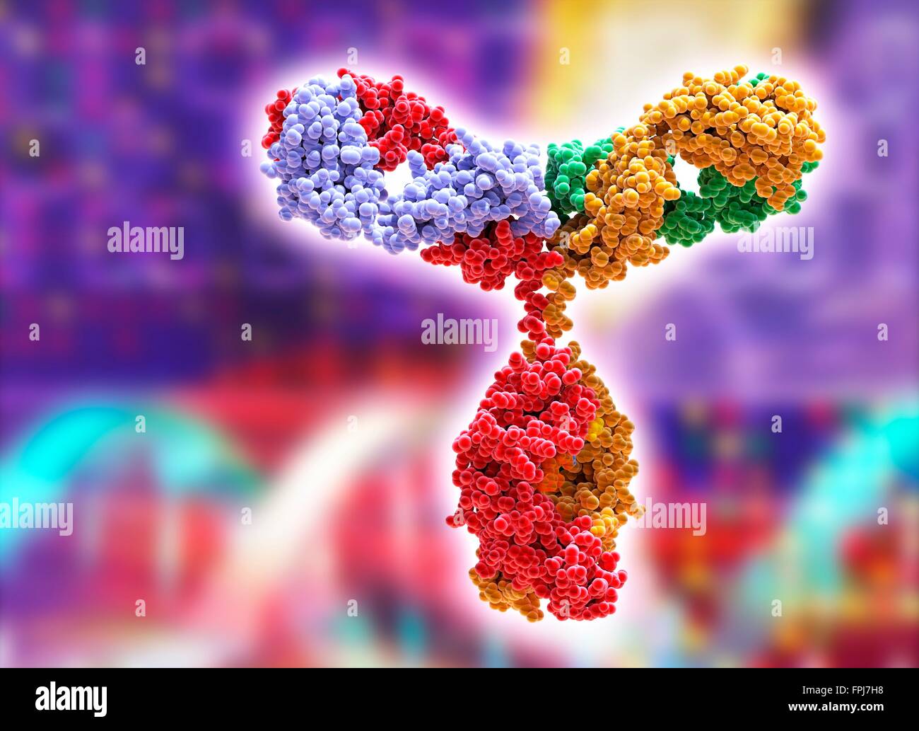 Modello di computer del sec dary struttura di un anticorpo di immunoglobulina molecola. Questo è il più abbondante è di immunoglobulina Foto Stock