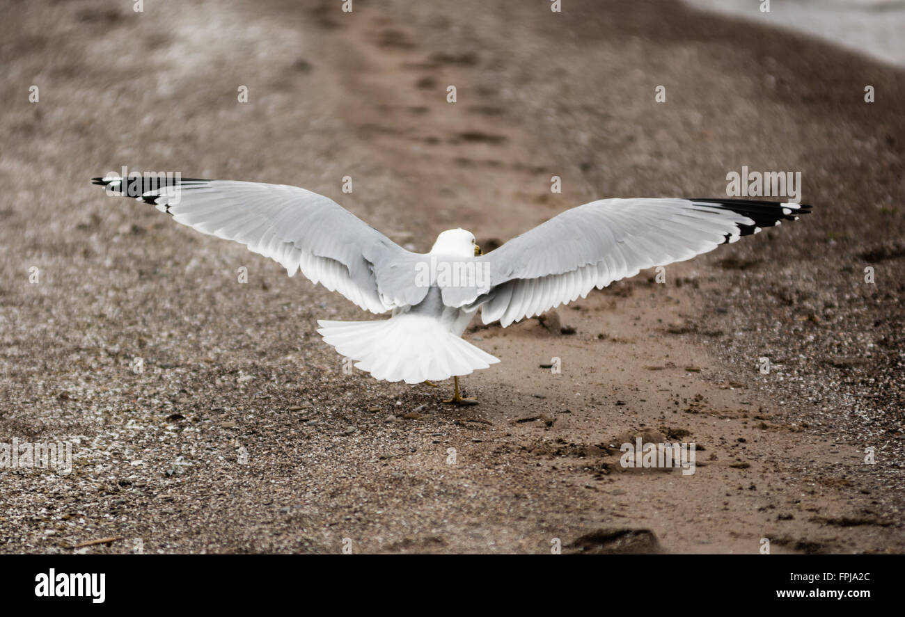 Seagull sulla spiaggia di sabbia con le ali e la coda allungata fuori. Foto Stock