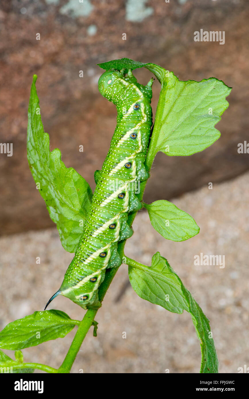 Cinque-spotted Hawk Moth Manduchi quinquemaculata Tucson, Arizona Stati Uniti 1 Agosto 2015 Ultimo instar larva. Sphingi Foto Stock
