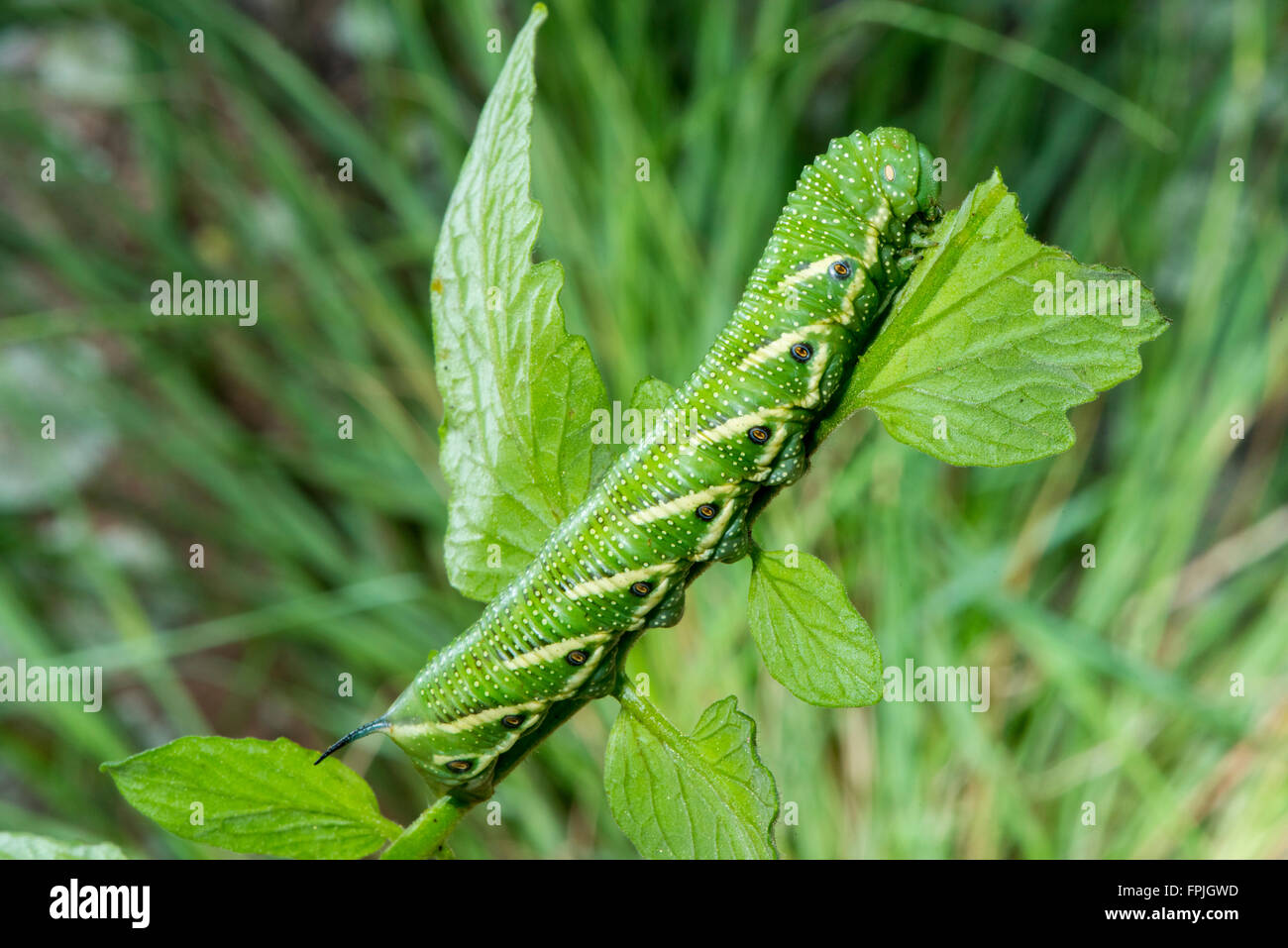 Cinque-spotted Hawk Moth Manduchi quinquemaculata Tucson, Arizona Stati Uniti 1 Agosto 2015 Ultimo instar larva. Sphingi Foto Stock