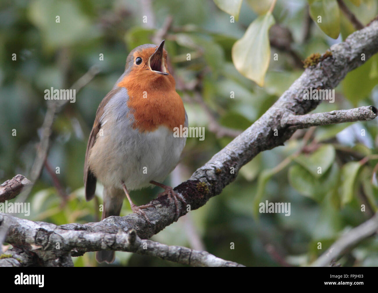 RObin Foto Stock