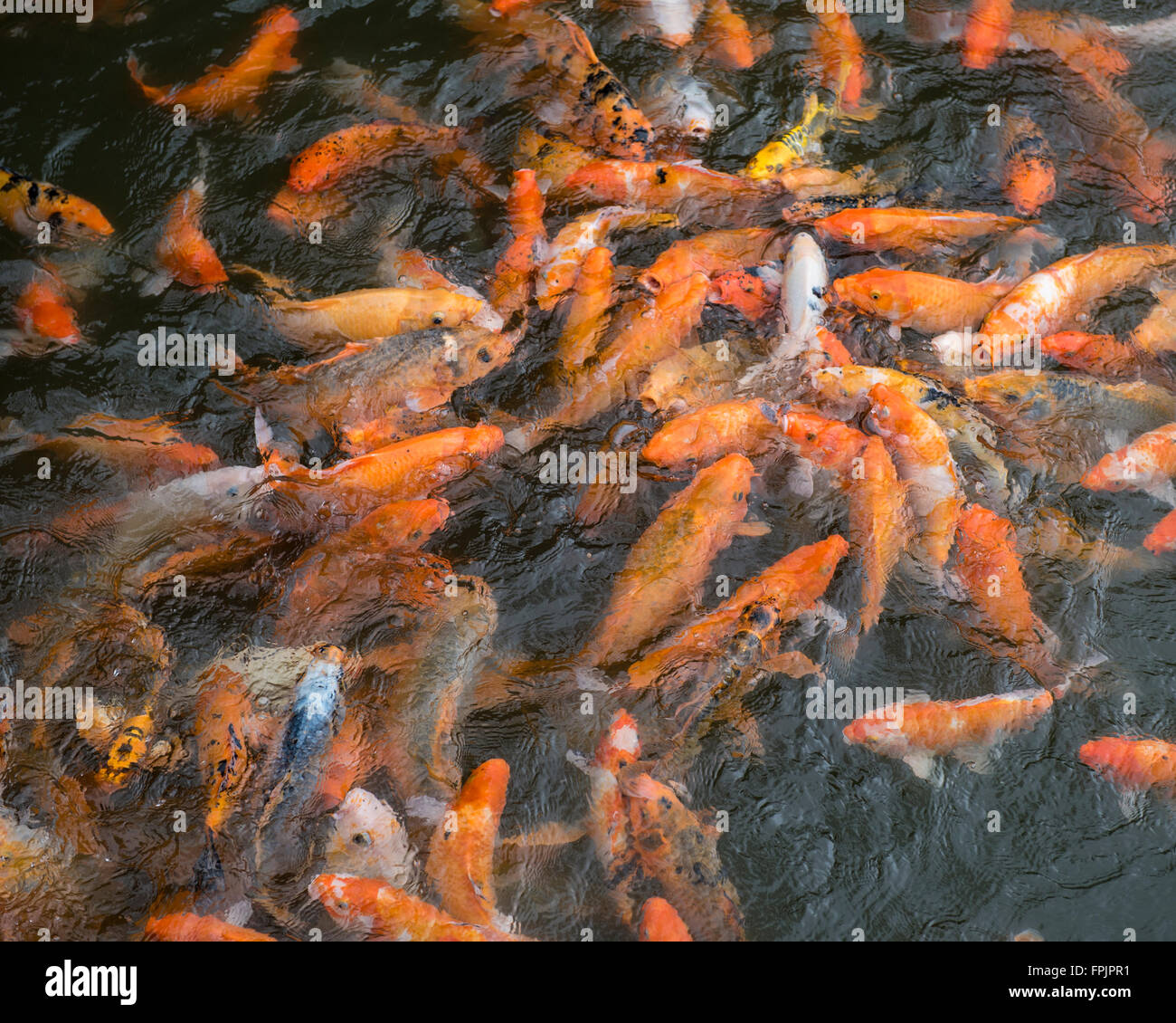 Frantic goldfish, carpa, essendo alimentato all'ingresso della città imperiale, tonalità, Vietnam Foto Stock