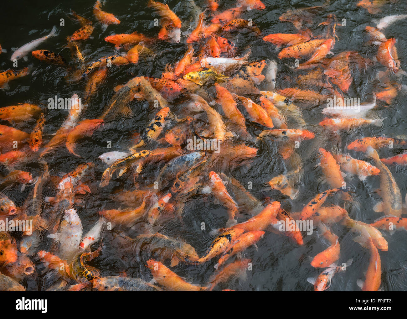 Frantic goldfish, carpa, essendo alimentato all'ingresso della città imperiale, tonalità, Vietnam Foto Stock