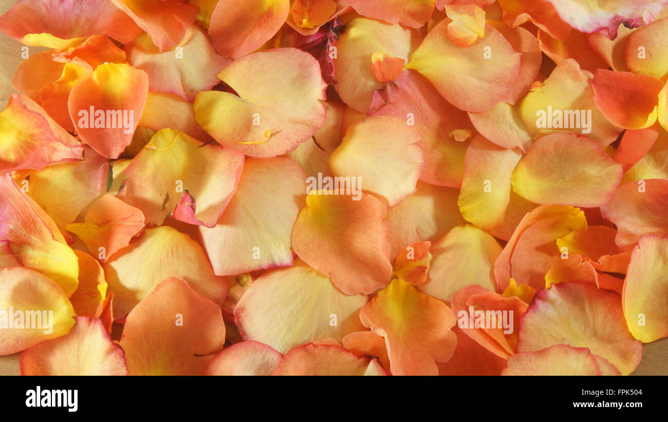 La texture di petali di rosso e giallo rose Foto Stock