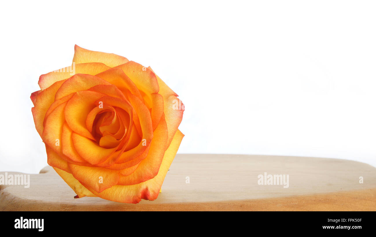 Lonely arancione rosa sul tavolo di legno su sfondo bianco Foto Stock