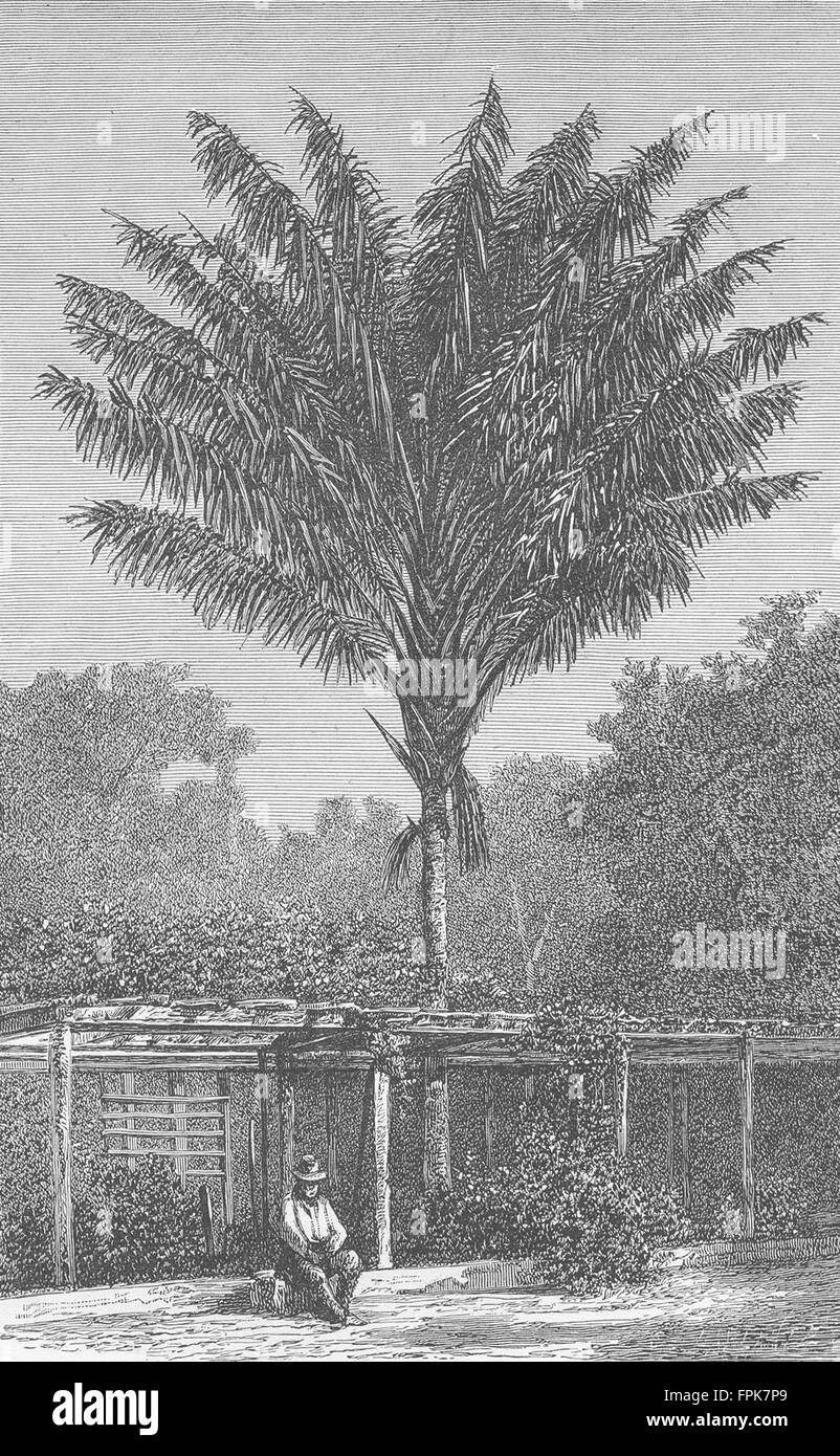 Portogallo: Attalea palme, Madera, antica stampa 1880 Foto Stock
