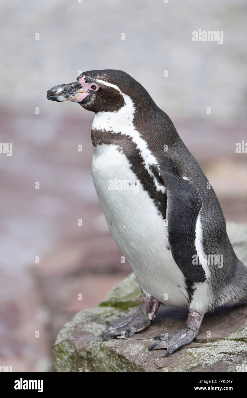 Pinguini Humboldt, Spheniscus Humboldti, rock, vista laterale, in piedi Foto Stock