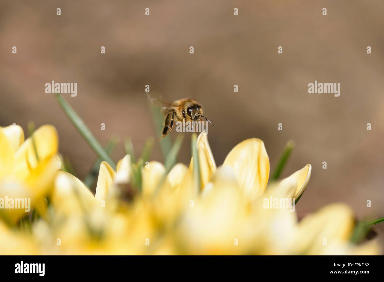 Western Honey Bee, Apis mellifera, fiorisce, frontale, volare, guardando la fotocamera Foto Stock