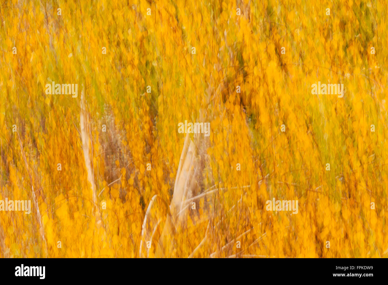 Rientrano le betulle movimento sul vento, la natura in autunno astratto, giallo fogliame in movimento e il movimento della videocamera per ottenere la pittura come Foto Stock