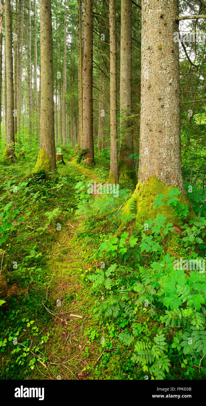 Percorso attraverso la natura da vicino la foresta di abete rosso, Alpi Ammergau, Saulgrub, Baviera, Germania Foto Stock