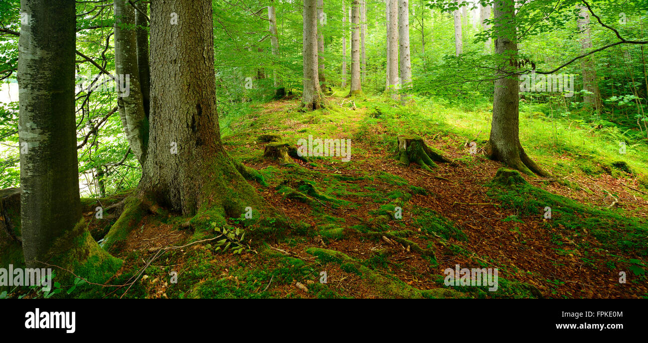 La natura da vicino la foresta di abete rosso, Alpi Ammergau, Saulgrub, Baviera, Germania Foto Stock
