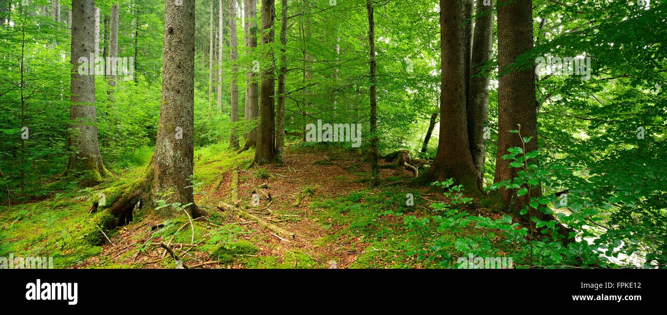 La natura da vicino la foresta di abete rosso, Alpi Ammergau, Saulgrub, Baviera, Germania Foto Stock