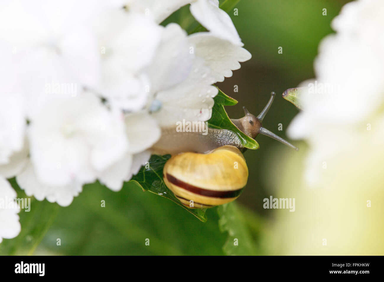 Giardino lumaca, giardino lumaca nastrati, Cepaea accaparrare sis, su hydrangea blossom Foto Stock