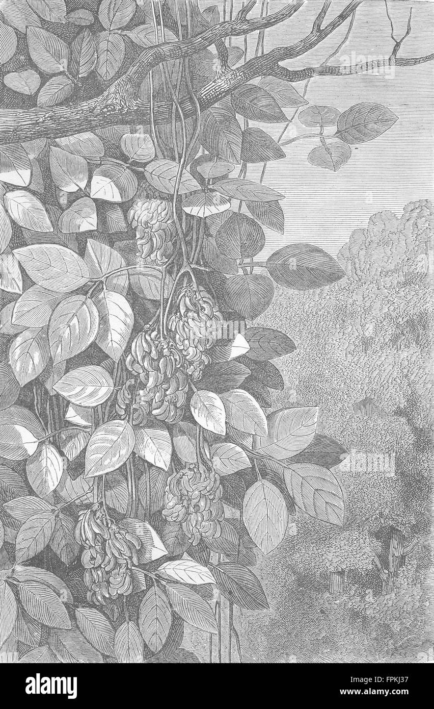 Messico: Tropicale liane, antica stampa 1880 Foto Stock