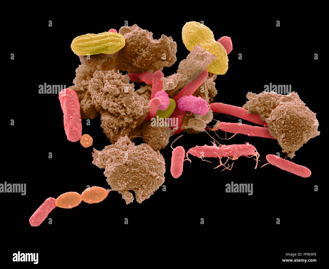 Fecal bacteria immagini e fotografie stock ad alta risoluzione - Alamy
