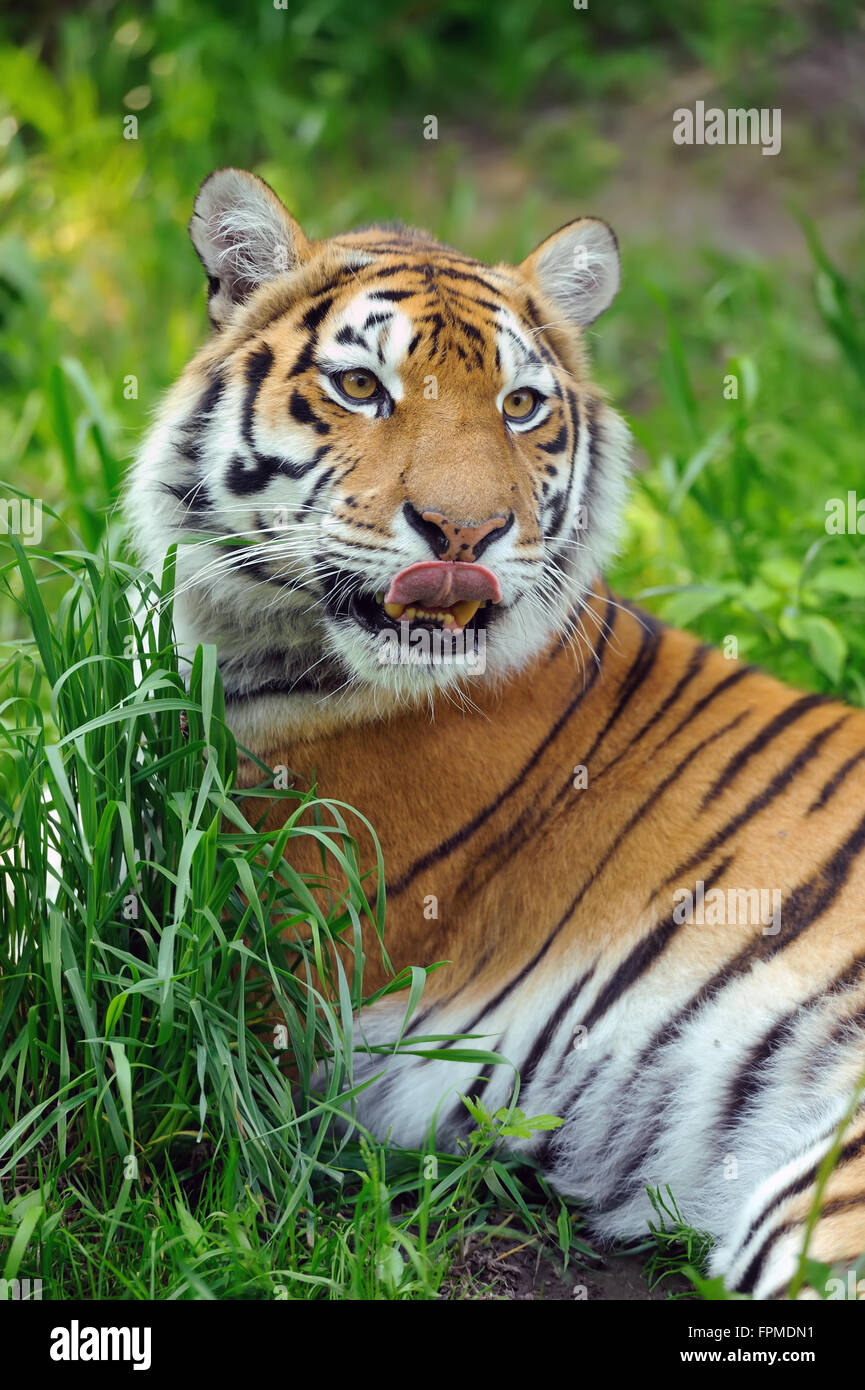Tigri Amur su un geass nel giorno di estate Foto Stock