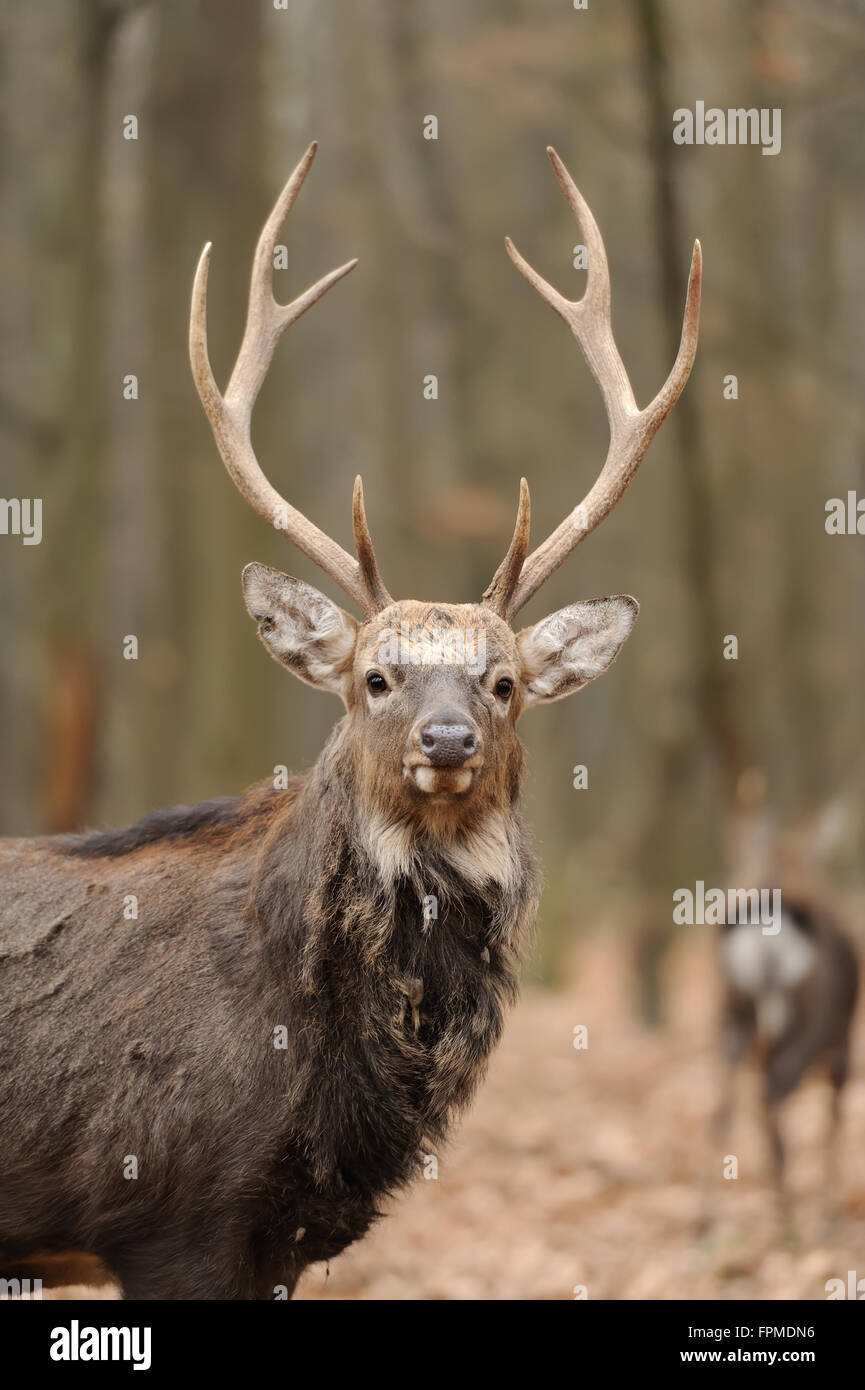 Bellissimi Cervi nella foresta Foto Stock