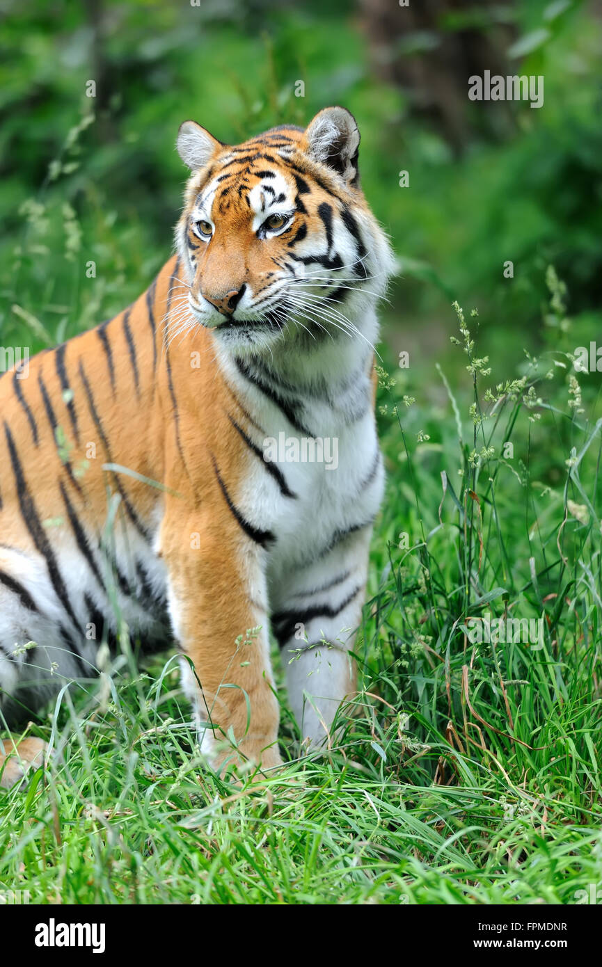 Tigri Amur su erba verde nel giorno di estate Foto Stock