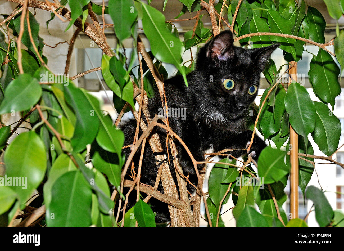Gattino nero in una struttura ad albero Foto Stock
