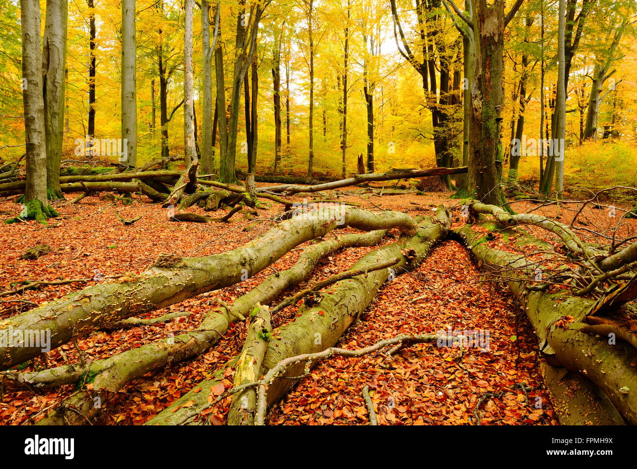 Deadwood, vicino a carattere misto di latifoglie foresta con vecchie querce e faggi, autunno, riserva naturale Spessart, Weibersbrunn, Foto Stock