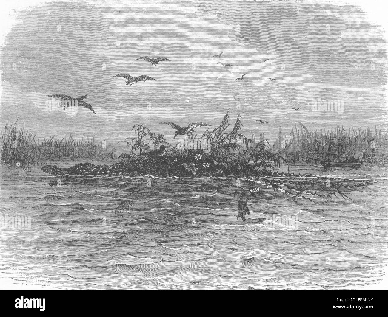 FLORIDA: Laden alligatore, antica stampa 1880 Foto Stock