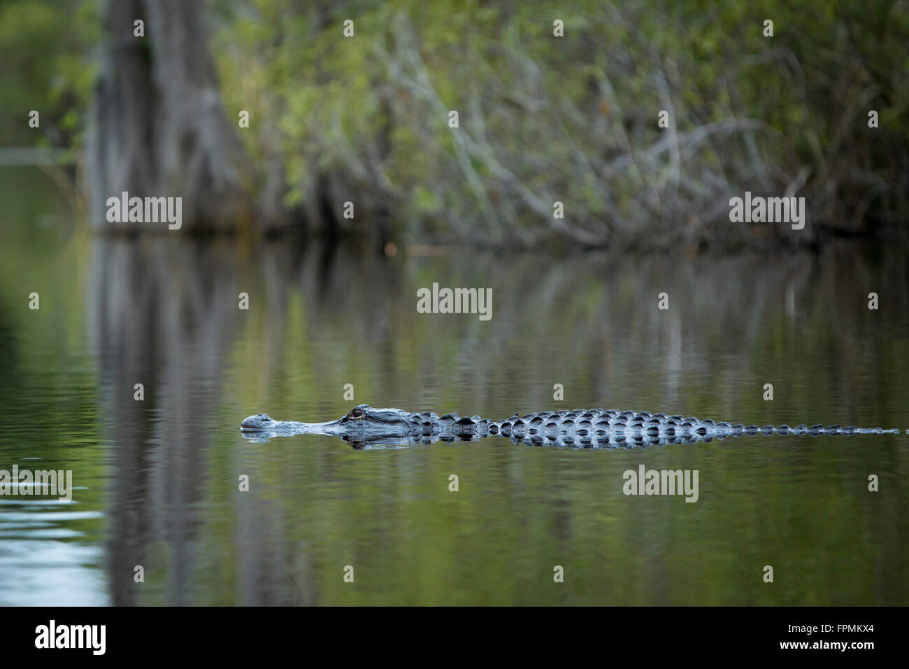 Alligatore sommersa (Alligator Mississippiensis) a casa in Everglades National Park, Florida, Stati Uniti d'America Foto Stock