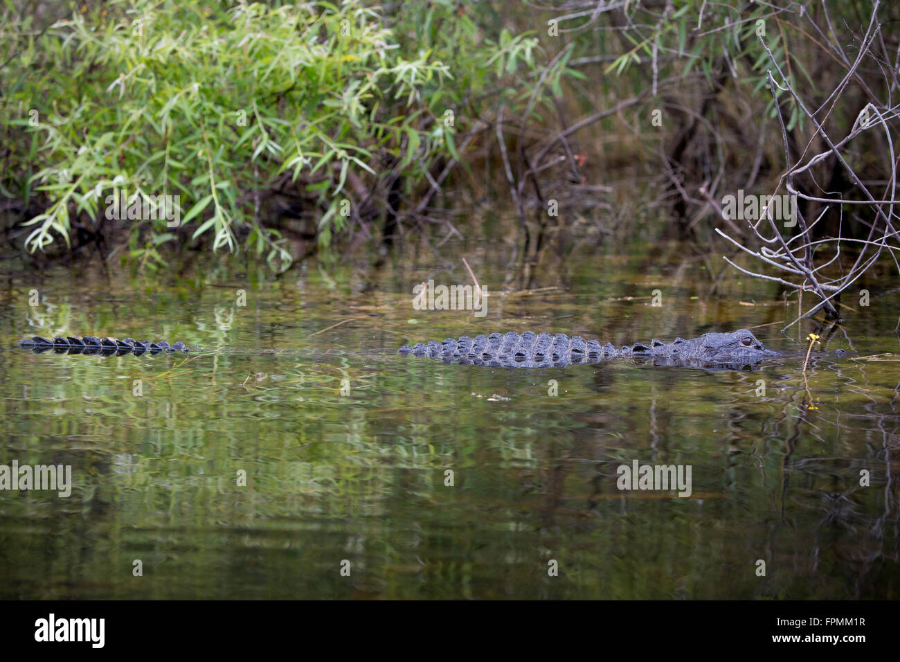 Alligatore sommersa (Alligator Mississippiensis) a casa in Everglades National Park, Florida, Stati Uniti d'America Foto Stock