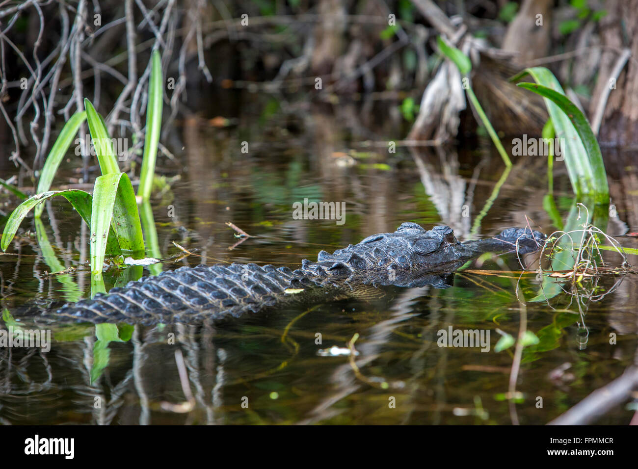 Alligatore sommersa (Alligator Mississippiensis) a casa in Everglades National Park, Florida, Stati Uniti d'America Foto Stock