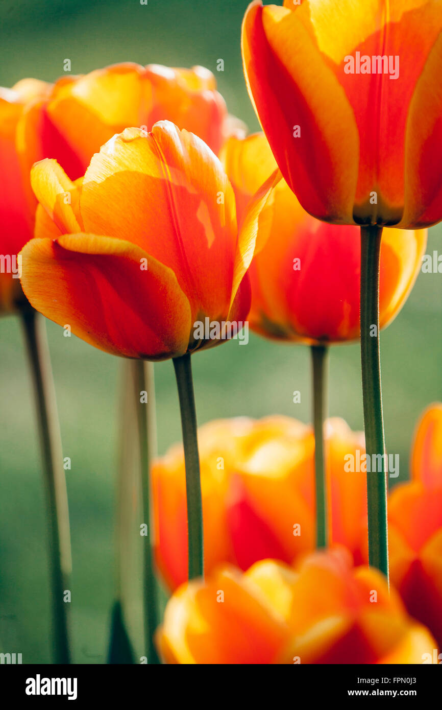 Tulipani del giardino, Foto Stock