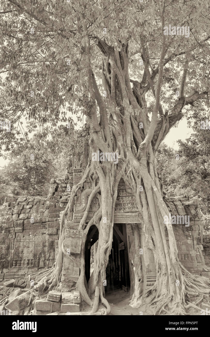 Effetto Vintage foto in bianco e nero di cambogiano di fico, Ficus religiosa, completamente sopraffare il Ta Som Gopura orientale Foto Stock