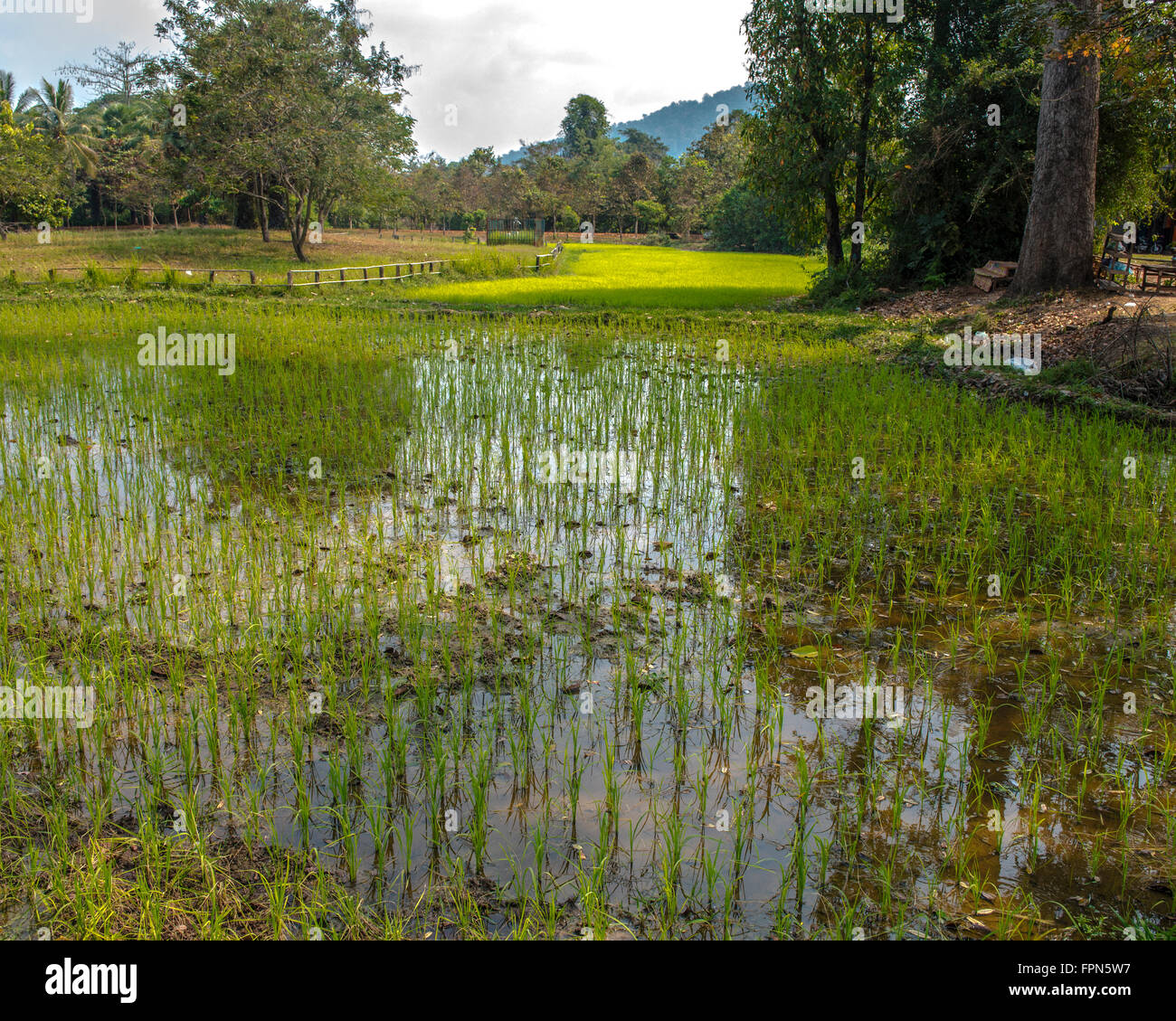 Piantate il riso in acqua di un campo di riso in Cambogia nei pressi di Banteay Srei, Cambogia con riflessi nell'acqua e un luminoso gree Foto Stock