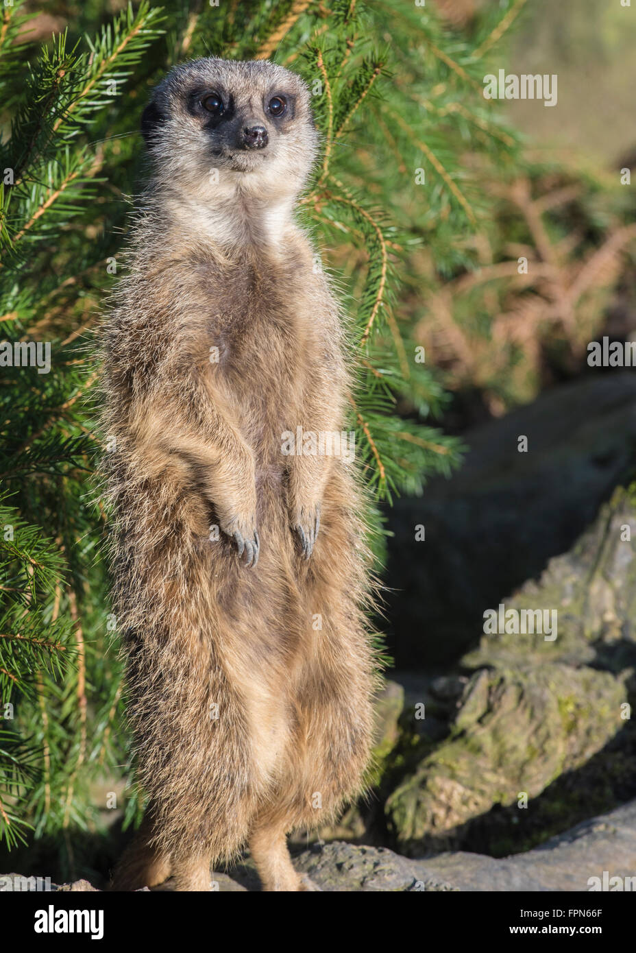 Captive Meerkat eretti per la cattura come molto sunhine come possibile in un freddo Febbraio pomeriggio. Questa è la posizione di sentinella Foto Stock