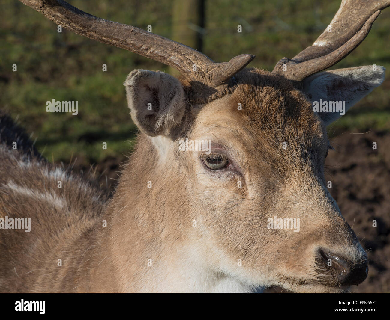 Ritratto di un buck Daini, Dama Dama, con corna. In inverno il sole nel nord dell'Inghilterra Foto Stock