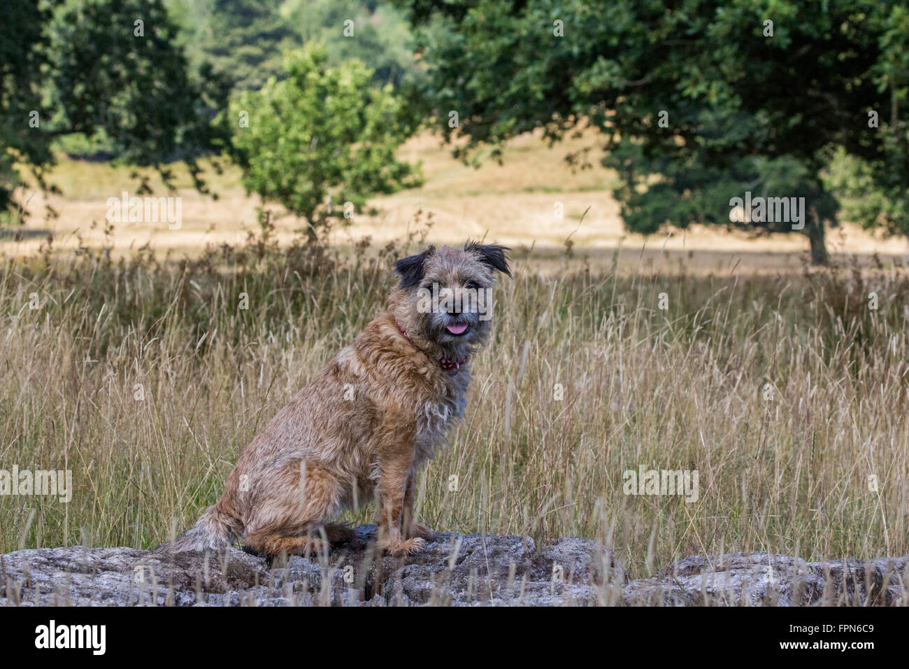 Border Terrier in Petworth Park Foto Stock